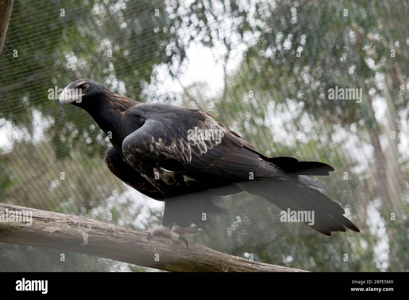 Der Keilschwanzadler hat eine dunkelbraun-schwarze Farbe. Der Schnabel des Adlers ist blass. Stockfoto