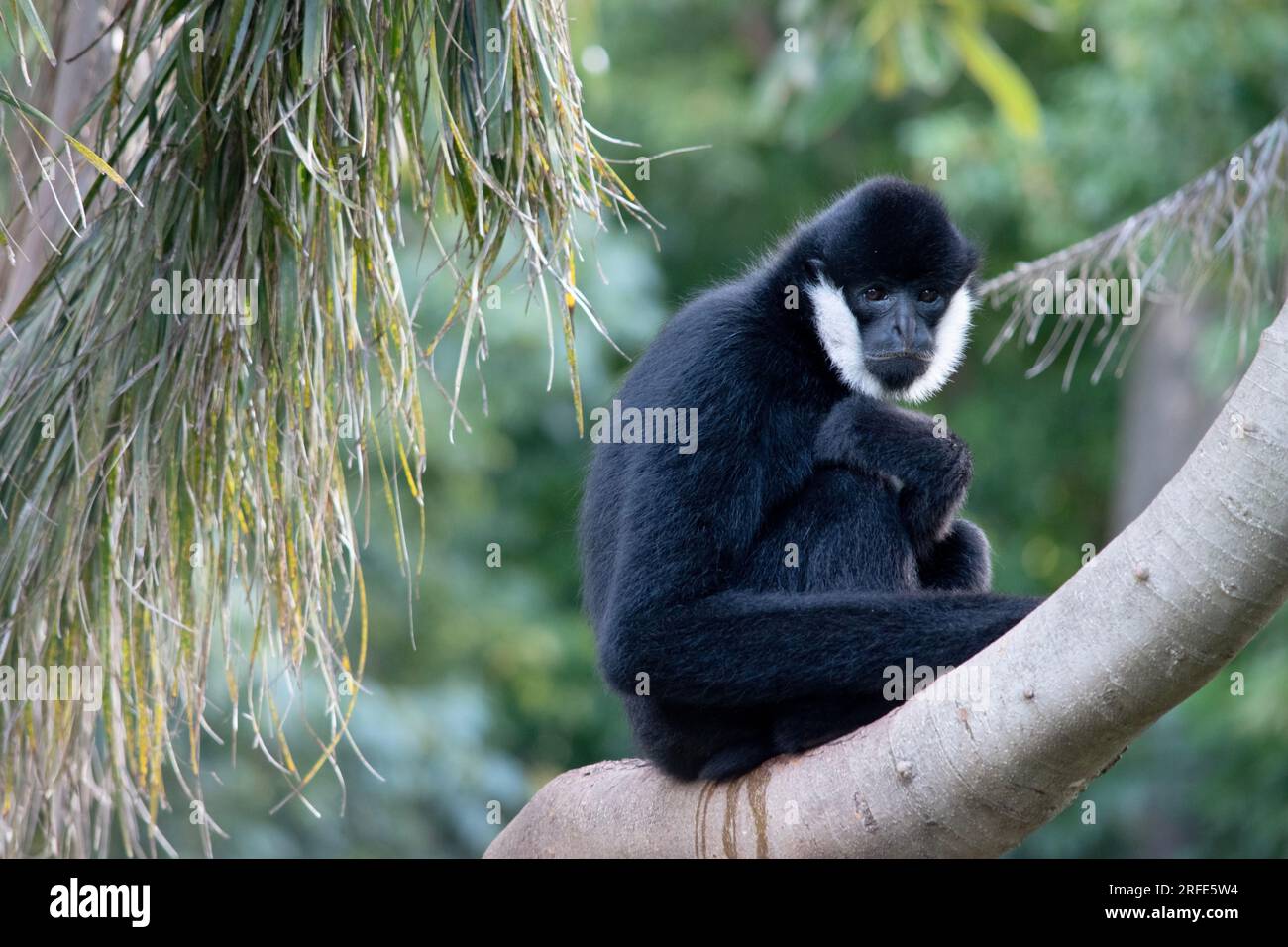 Der männliche weiße Gibbon ist schwarz mit einer weißen Wange Stockfoto