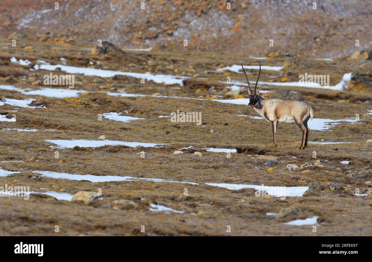 Tibetische Antilope auf schneebedeckten Bergen Stockfoto