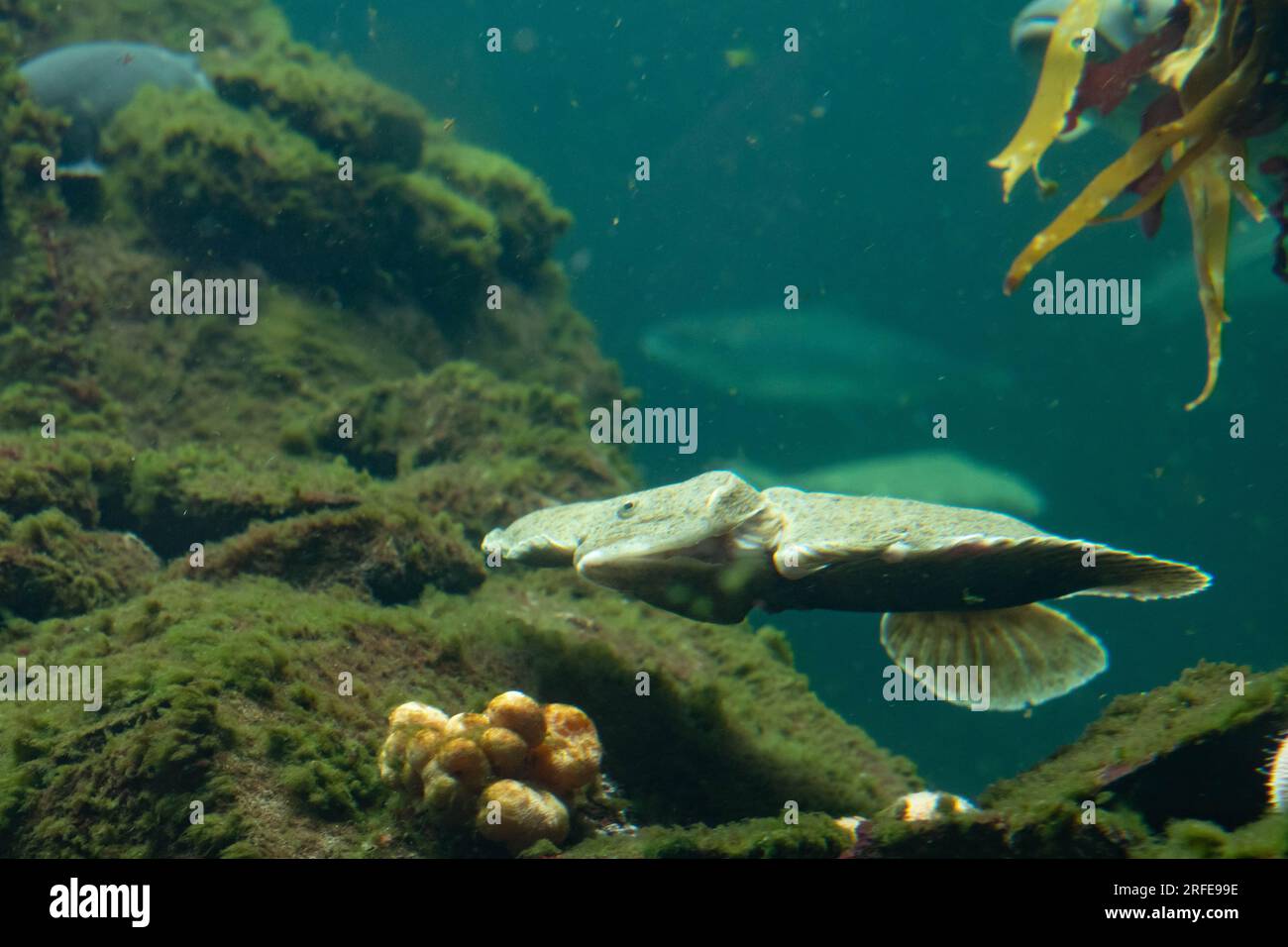 Ein großer Steinbutt schwimmt entlang Stockfoto