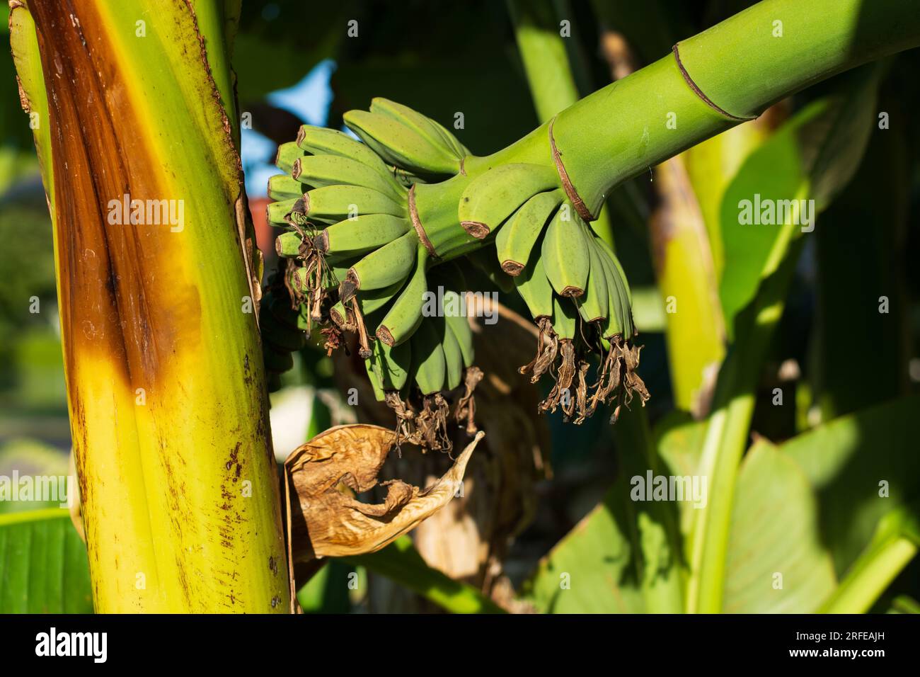 Grüne junge Banane auf dem Baum, erleuchtet von der Sommersonne Stockfoto