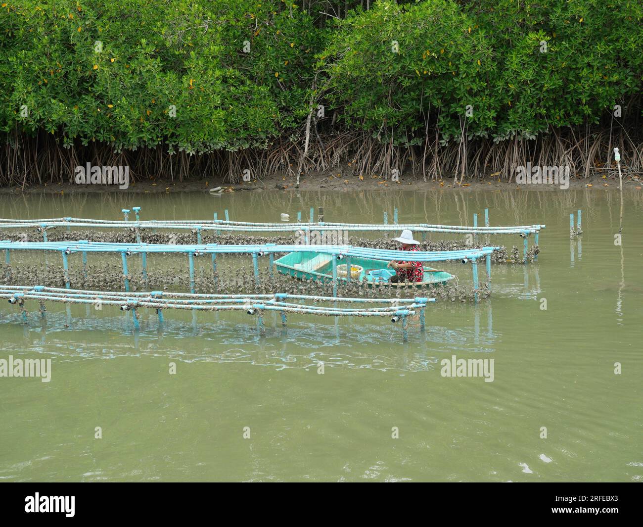 Die Fischer, die Austernmuscheln halten, hängen an einem Seil auf einem blauen Kunststoffgeländer auf einem Betrieb auf See mit Mangrovenwäldern im Hintergrund, die Muscheln züchten Stockfoto
