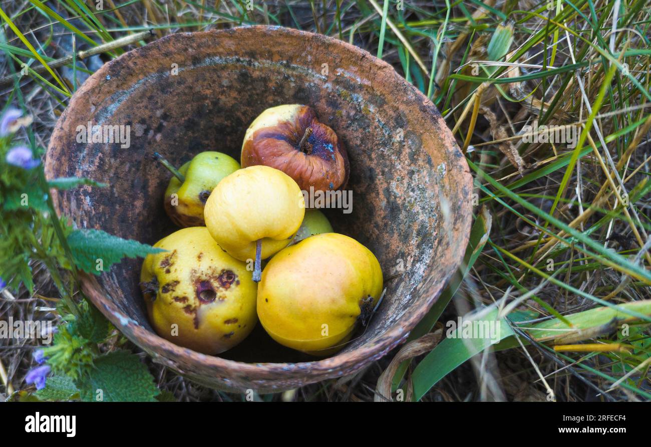 Verfallende, zerknitterte Äpfel in einer alten Tonschüssel vor dem Hintergrund von Gras. Äpfel in der Schüssel Stockfoto