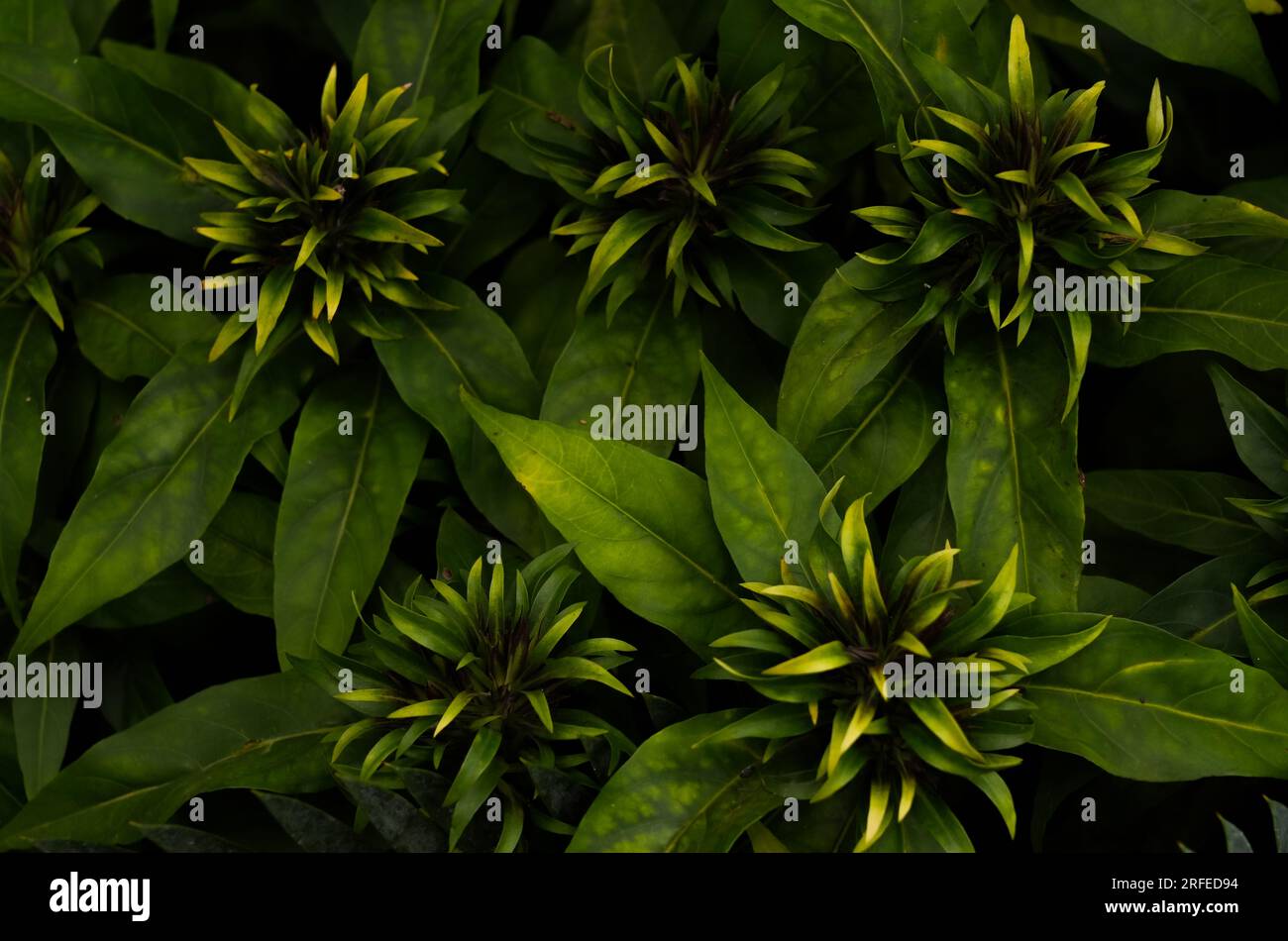 Beloperone plumbaginifolia als Hintergrund. Nahaufnahme der grünen Pflanze. Plumbagin folia. Pflanzenarten von Justicia, eine Gattung blühender Pflanzen der Familie Stockfoto