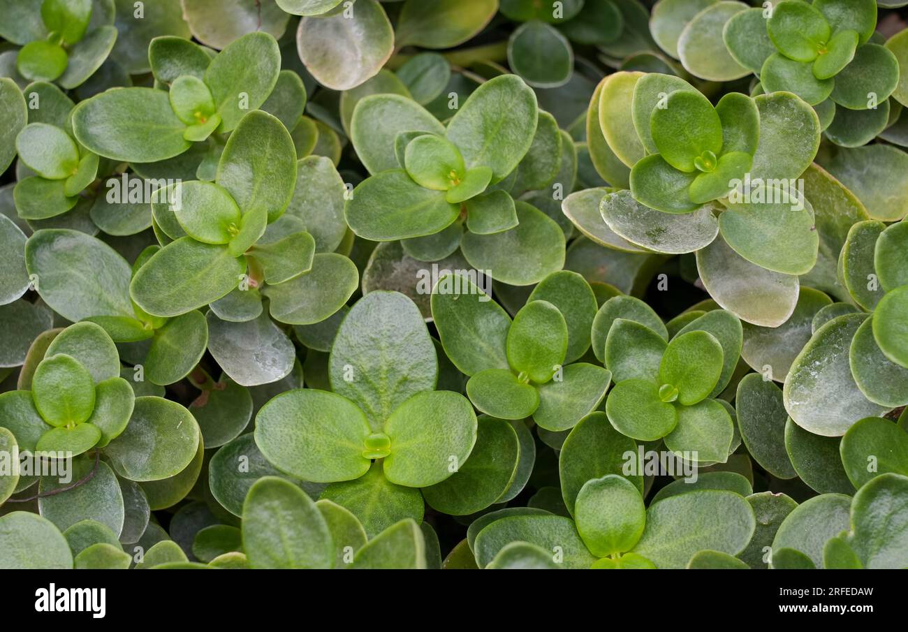 Nahaufnahme von Crassula multicava. Pflanzenarten von Sukkulenten. Stockfoto