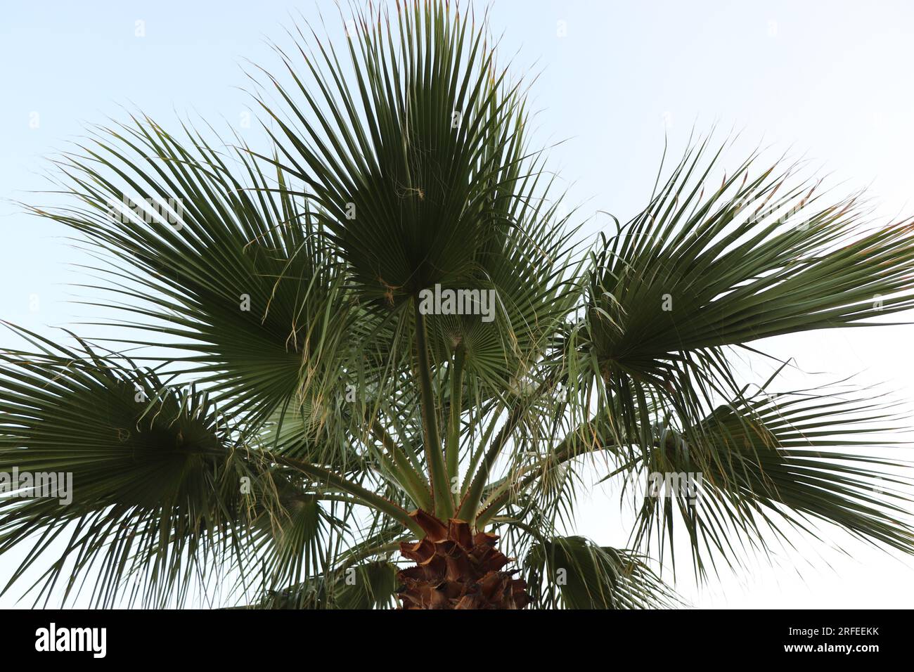 Eine Palme, isoliert auf weißem Hintergrund Stockfoto