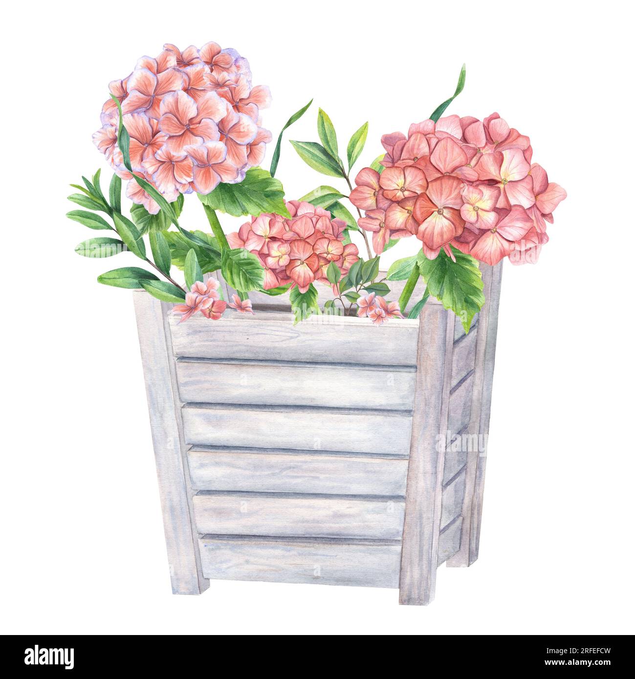 Blühende rosa Hortensia und grüne Pflanzen in hölzernen Blumentöpfen. Garten-Hortensien-Zweige. Aquarelldarstellung isoliert auf weißem Hintergrund. Stockfoto