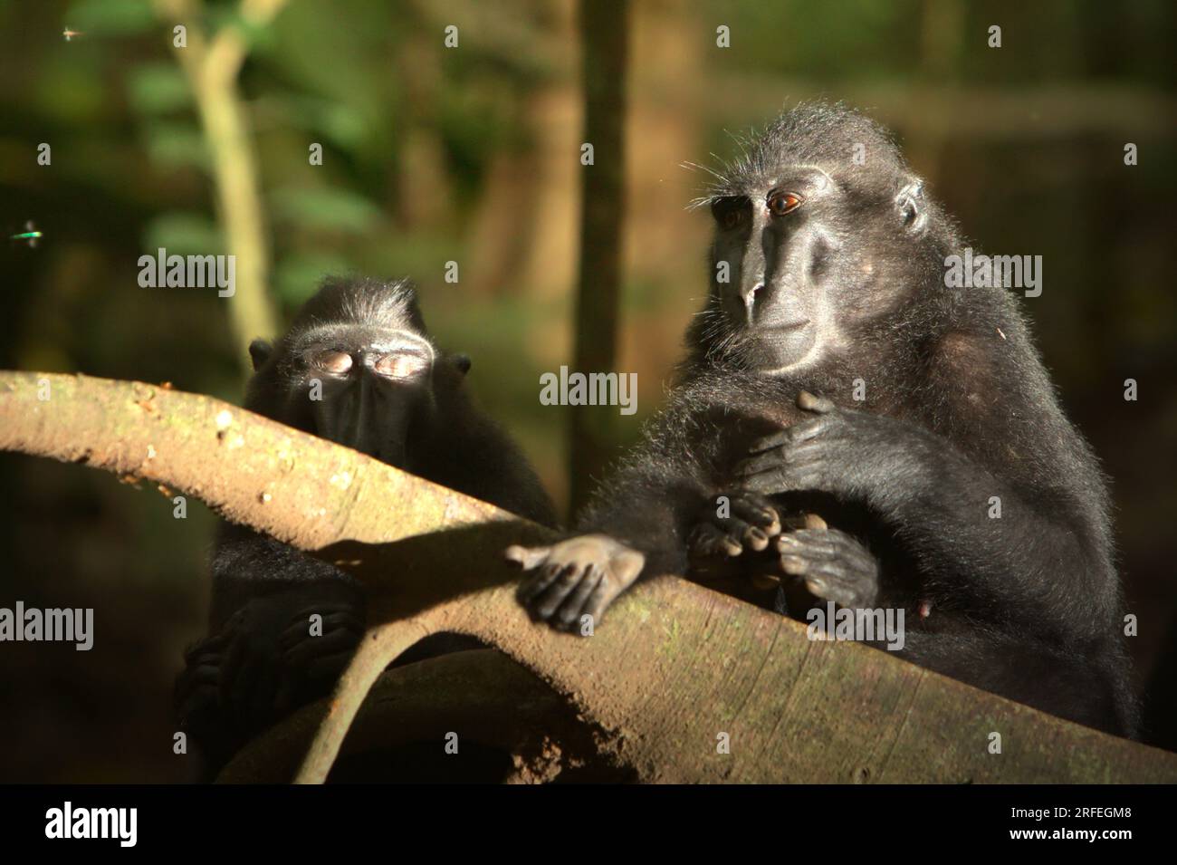 Sulawesi-Schwarzkammmakaken (Macaca nigra) im Naturschutzgebiet Tangkoko, North Sulawesi, Indonesien. Laut einem Team von Wissenschaftlern unter der Leitung von Marine Joly, das im Juli 2023 im International Journal of Primatology veröffentlicht wurde (Zugriff über Springer), stieg die Temperatur im Wald von Tangkoko an und die Gesamtfruchtmenge sank. „Zwischen 2012 und 2020 stiegen die Temperaturen im Wald um bis zu 0,2 Grad Celsius pro Jahr, und der Obstreichtum sank insgesamt um 1 Prozent pro Jahr“, schrieben sie. Stockfoto