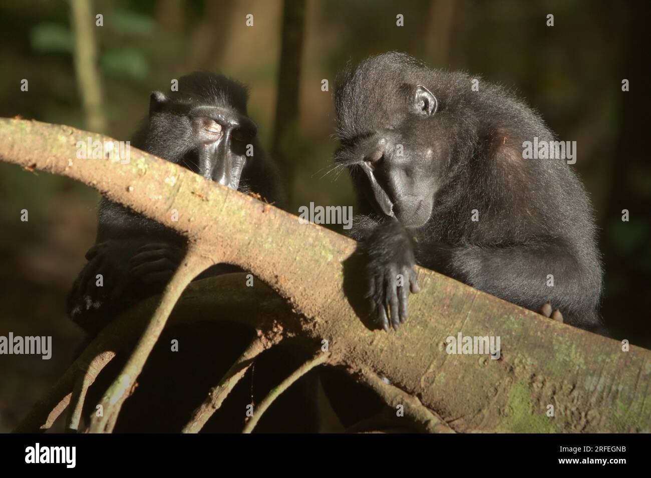 Sulawesi-Schwarzkammmakaken (Macaca nigra) im Naturschutzgebiet Tangkoko, North Sulawesi, Indonesien. Laut einem Team von Wissenschaftlern unter der Leitung von Marine Joly, das im Juli 2023 im International Journal of Primatology veröffentlicht wurde (Zugriff über Springer), stieg die Temperatur im Wald von Tangkoko an und die Gesamtfruchtmenge sank. „Zwischen 2012 und 2020 stiegen die Temperaturen im Wald um bis zu 0,2 Grad Celsius pro Jahr, und der Obstreichtum sank insgesamt um 1 Prozent pro Jahr“, schrieben sie. Stockfoto