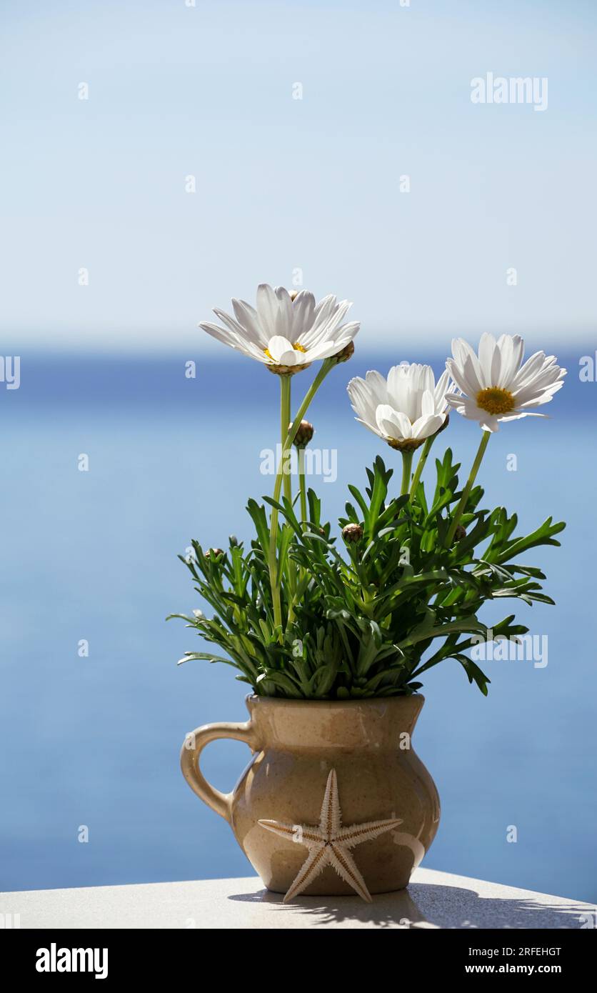 Frühlingsblumen in einer kleinen Vase auf dem Hintergrund des unscharfen blauen Himmels. Sommerkonzept mit Seesternen und blauem Hintergrund. Stockfoto