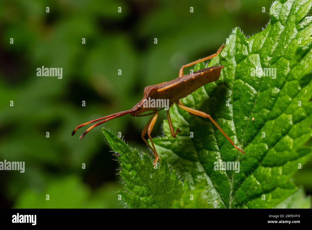 Eine Nahaufnahme eines braunen Waldkäfers oder eines rotbeinigen Schildkäfers auf einem grünen Blatt, Pentatoma rufipes. Stockfoto