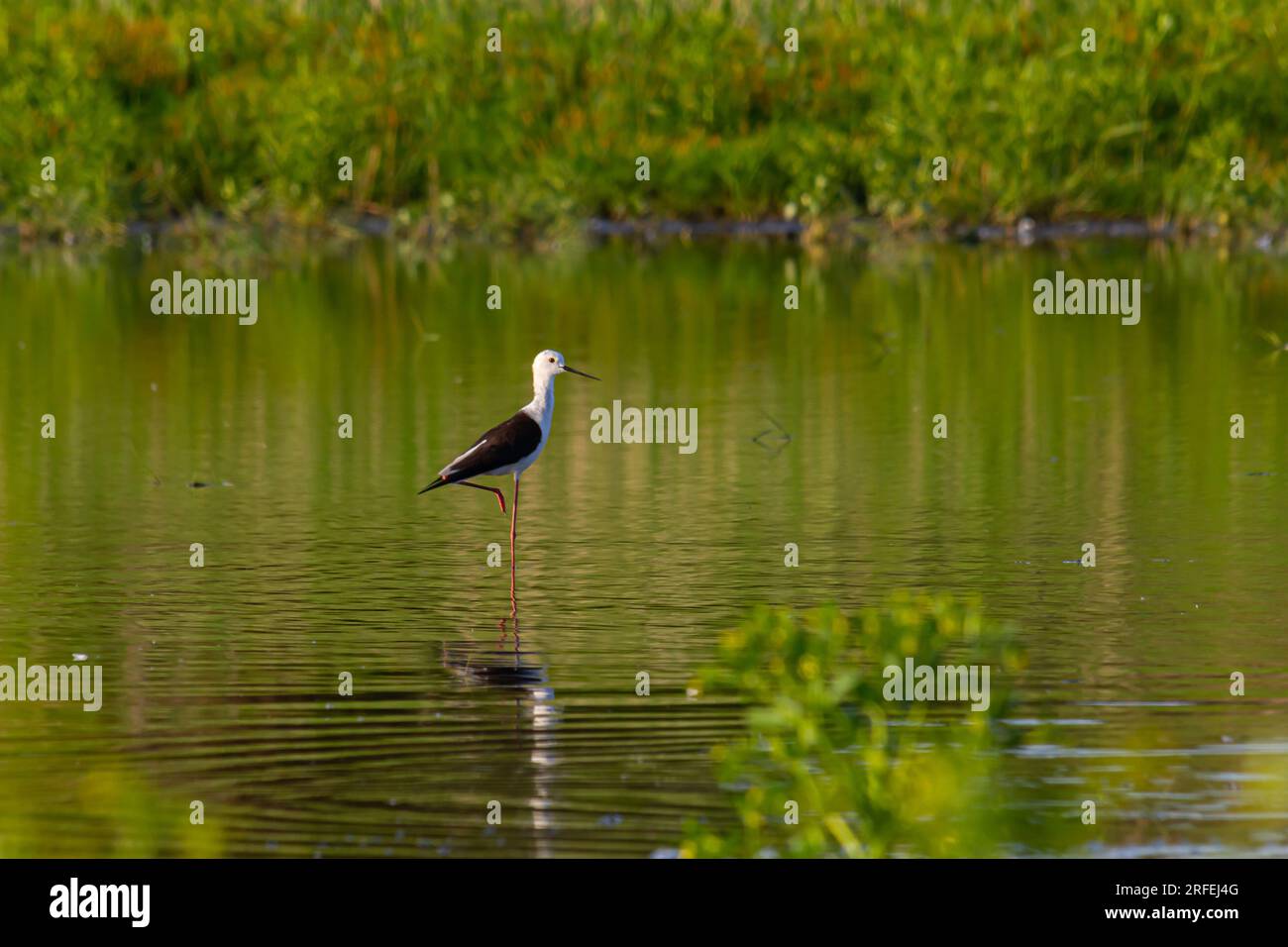 Süßer Langbeinvogel. Farbenfroher Naturhintergrund Schwarzer geflügelter Stiel Himantopus himantopus. Stockfoto