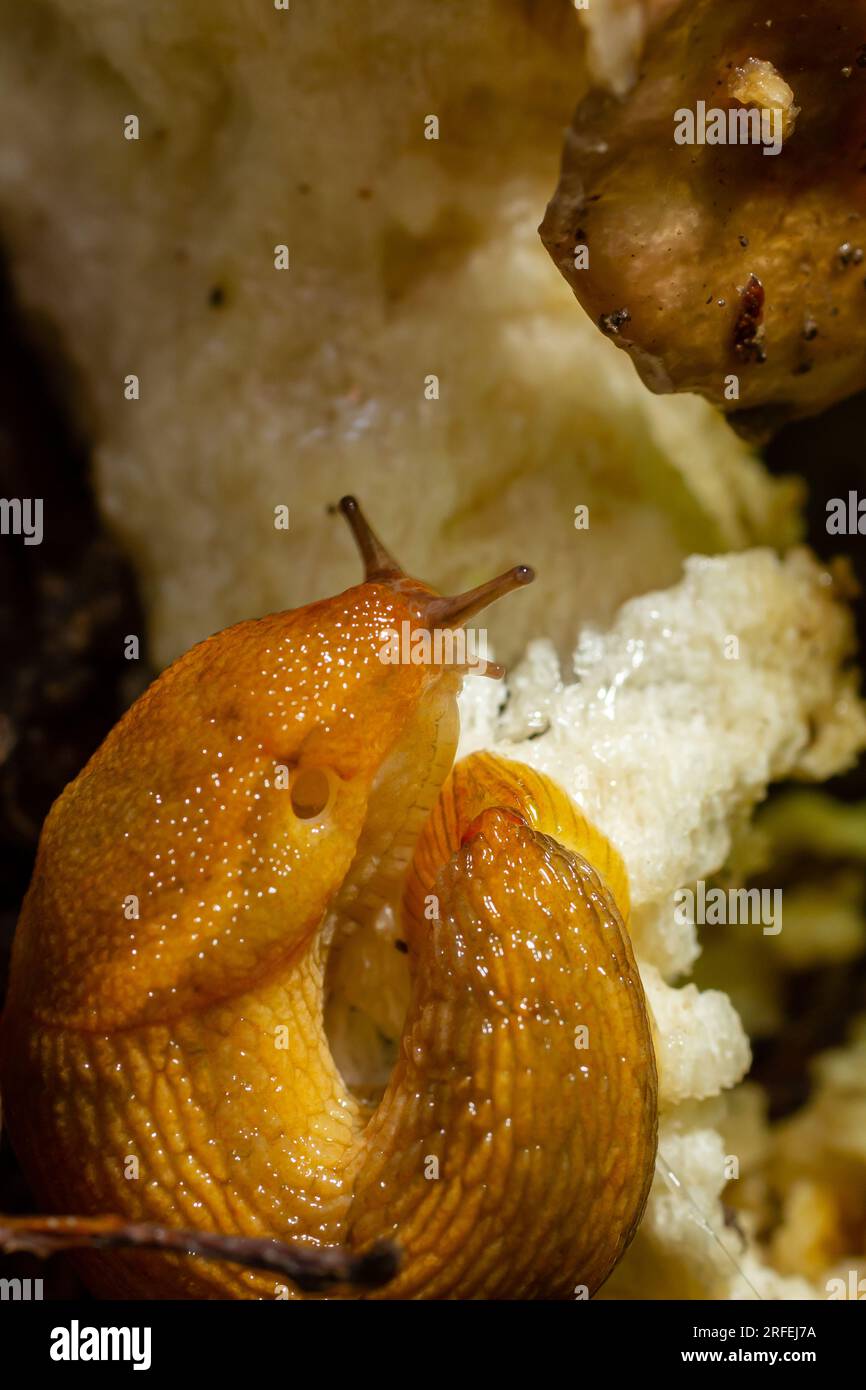 Slug, Dusky Arion, Arion subfuscus, Landschnecke, die einen Pilz im Wald isst. Stockfoto