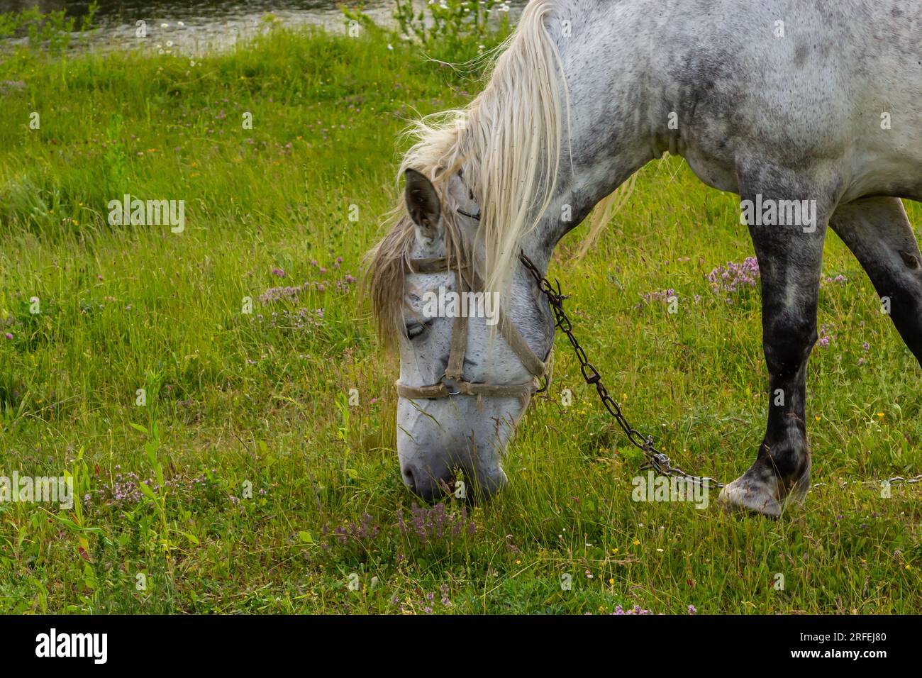 Ein wunderschönes weißes graues Pferd bleibt ruhig und grast auf grünem Gras oder auf einer Weide, mit den Ohren nach oben und dem Kopf nach unten. Ländlicher Hintergrund. Stockfoto
