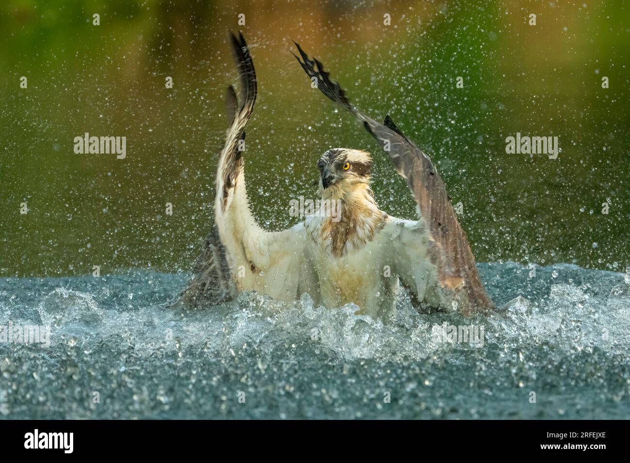 Der Tanz des Fischadlers. Bourne, England: ATEMBERAUBENDE Bilder, die in Bourne aufgenommen wurden, zeigen einen erfahrenen Fischadler, der einen feinen Tauchgang unternimmt und die Mahlzeit des Tages fängt Stockfoto