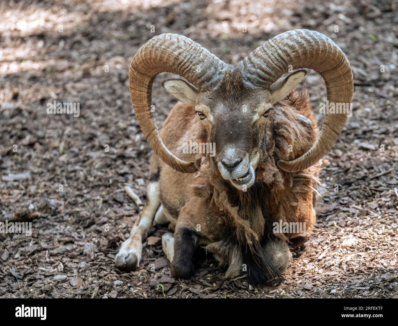 Europäischer Mouflon (Ovis orientalis musimon) (Ovis ammon)-Ramm mit großen Hörnern, ruhend, Poing Wildlife Park, Bayern, Deutschland, Europa Stockfoto