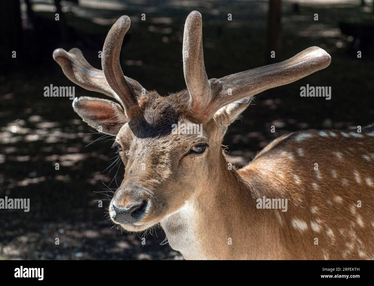 Schwarzwild, Dama-Damm, Poing Wildpark, Bayern, Deutschland, Europa Stockfoto