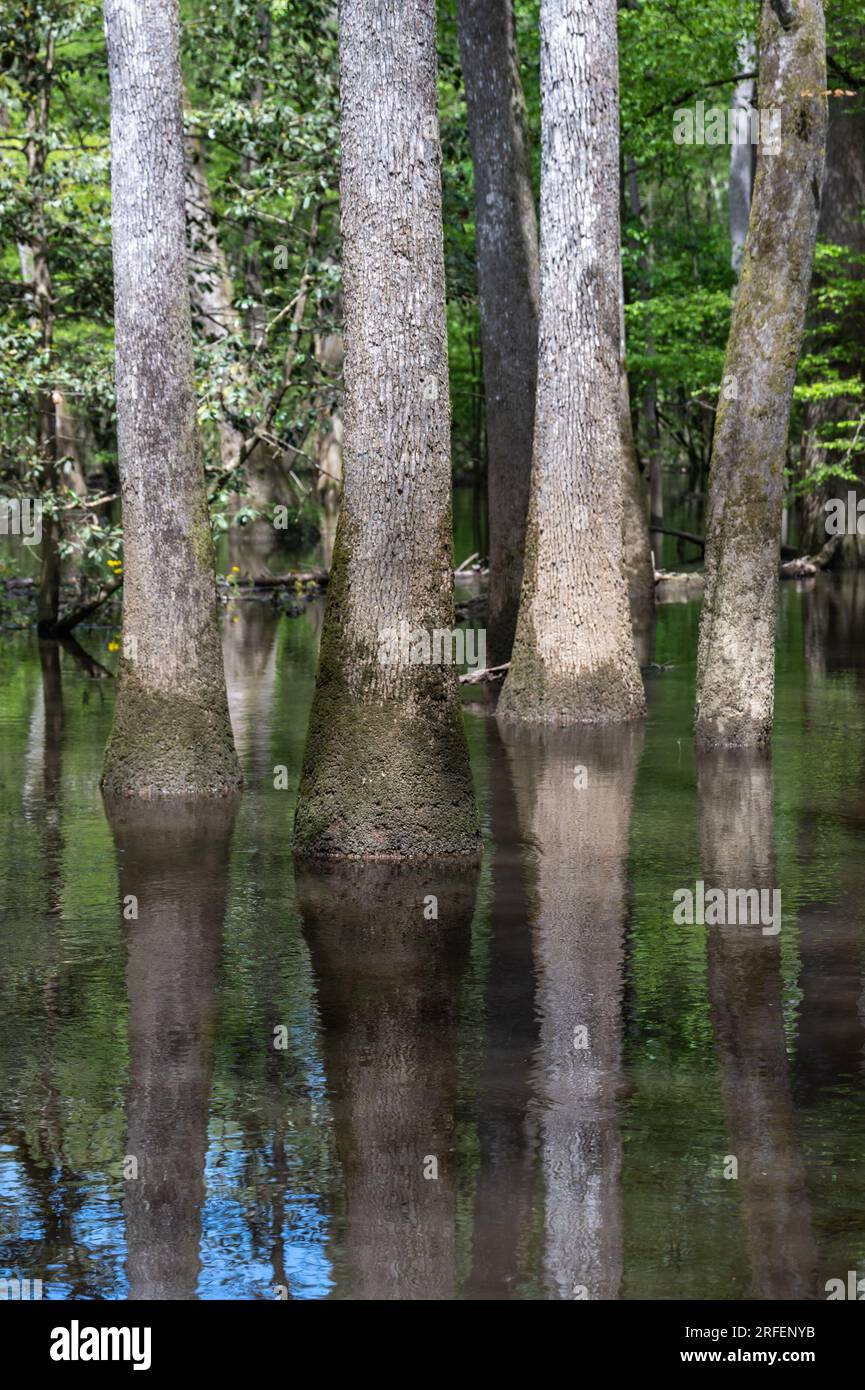 Weißkopfzypresse und tupelo Trees am Boardwalk Trail im Congaree National Park, South Carolina. Stockfoto