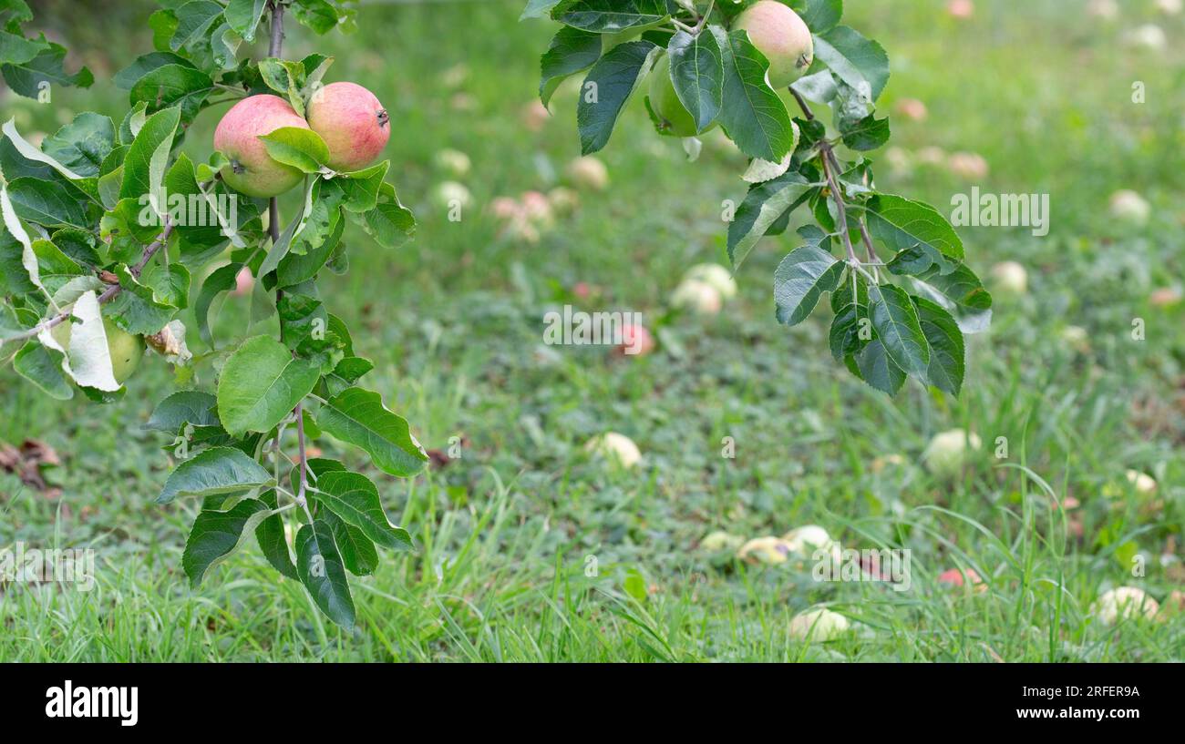 Bio-Äpfel auf Zweigen mit gefallenen Früchten im Hintergrund an einem Sommernachmittag. Stockfoto