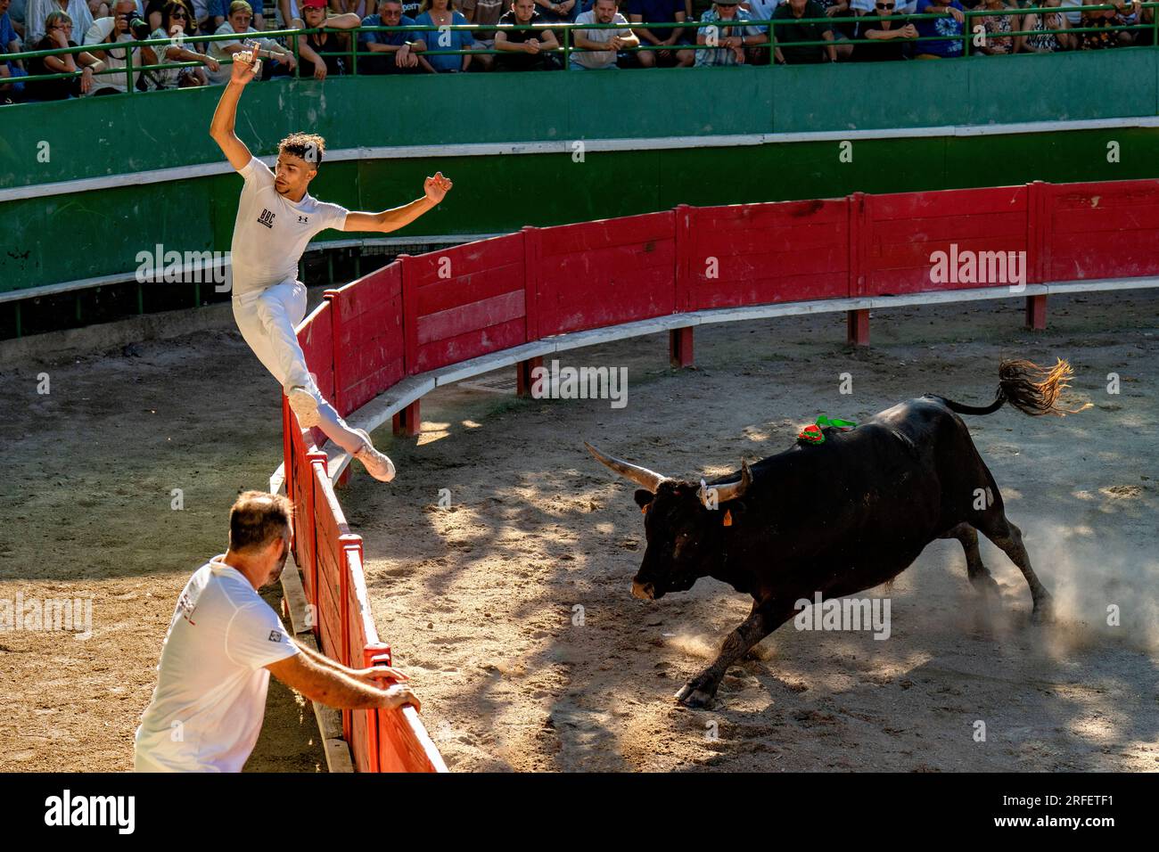 Frankreich, Gard, Aigues Vives, Camargue-Rasse, Sarment d'Or-Finale, Der Stier Sultan aus der Nicollin manade und der Hai Azis Zidane Stockfoto