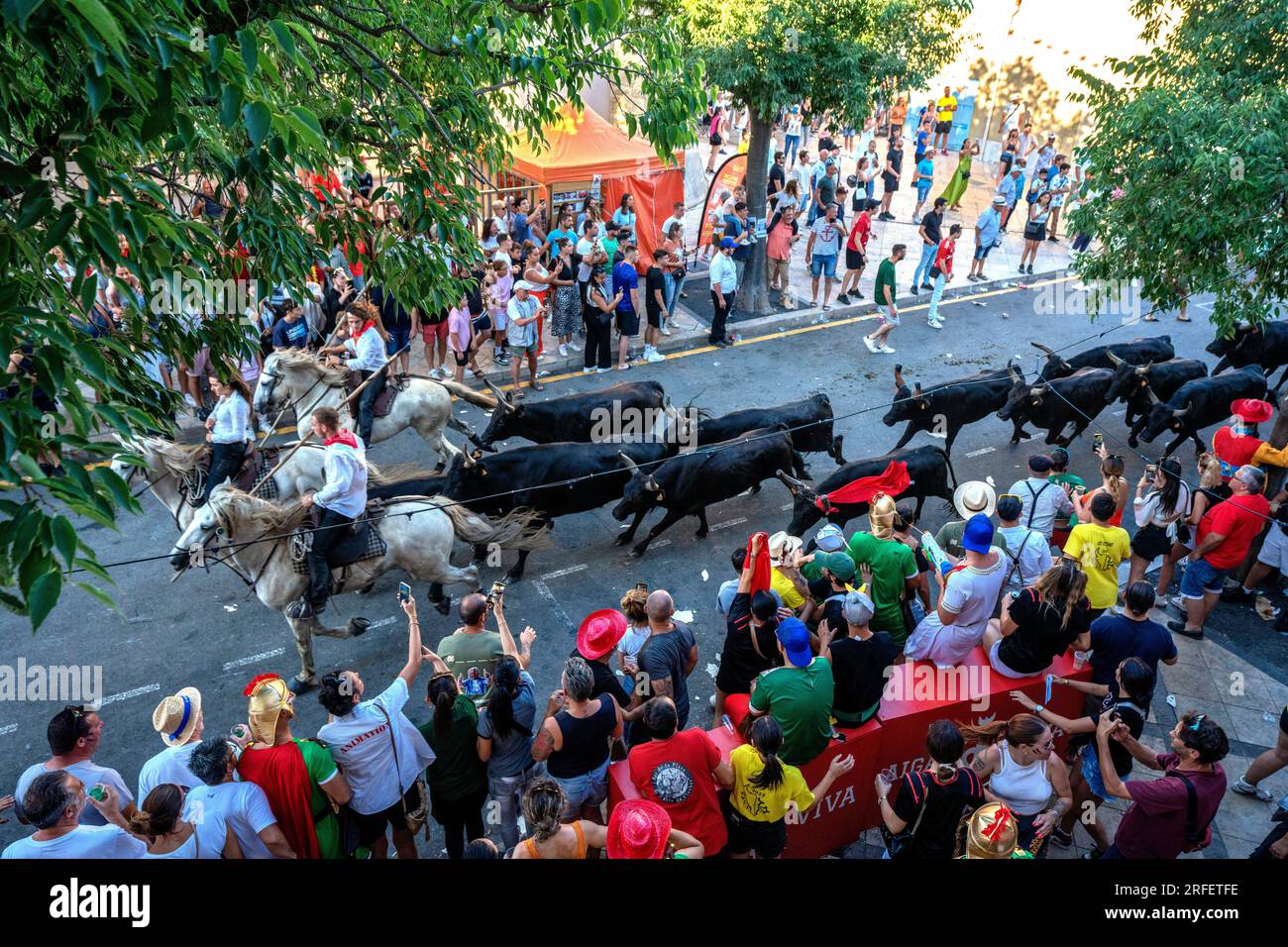 Frankreich, Gard, Aigues Vives, Bullenfestival, der Abrivado besteht darin, Stiere zu eskortieren, die von Reitgardianern eingerahmt werden, und das Ziel der Teilnehmer ist es, sie zur Flucht zu bringen Stockfoto