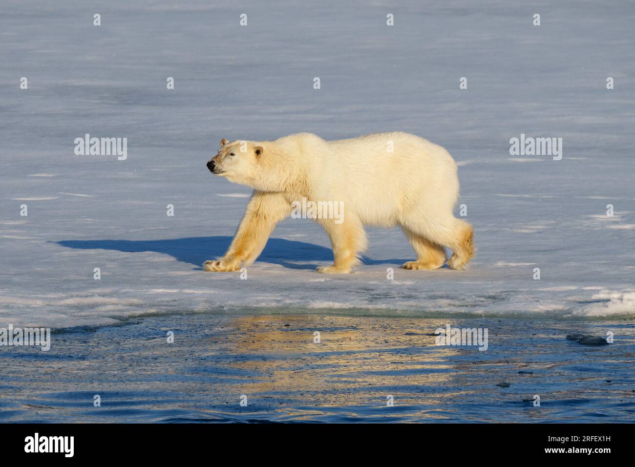 Eisbär, der durch die arktische Wildnis von Svalbard spaziert Stockfoto