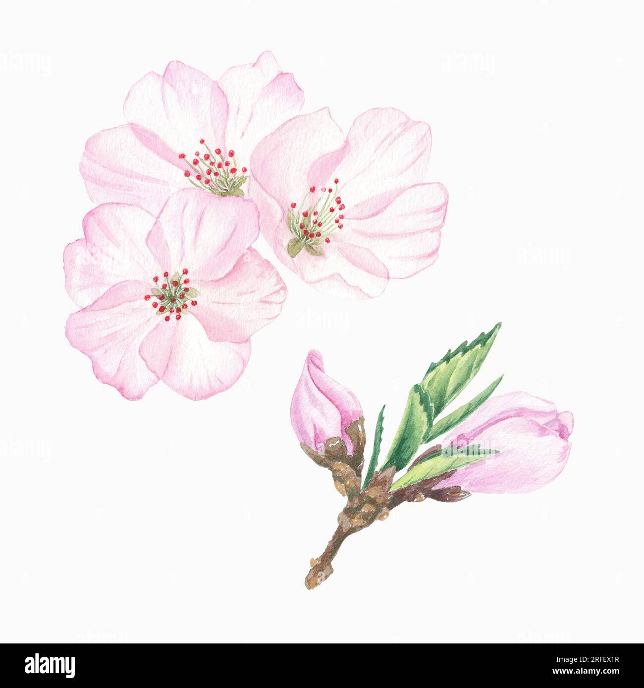 Kirschfarbenklipart, Kirschblüte isoliert auf weißem Hintergrund, Früchte. Element Aquarell und grafische botanische Abbildungen für Etiketten, Logo Stockfoto
