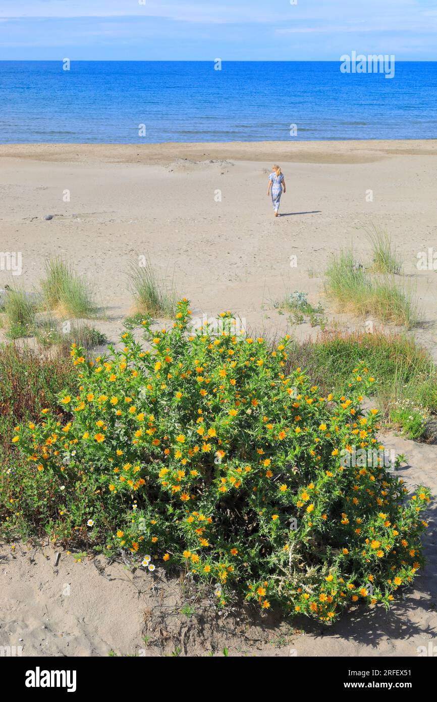 Frankreich, Herault, Agde, La Tamarissiere, Strand mit Blick auf das Mittelmeer Stockfoto