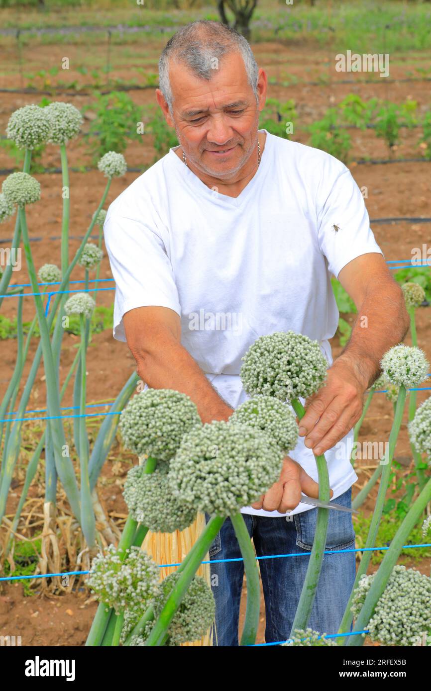 Frankreich, Herault, Lezignan la CEBE, Jean Antoine Garcia, Zwiebelzüchter (oder cebes), blühendes Zwiebelfeld, um die Samen zu sammeln Stockfoto
