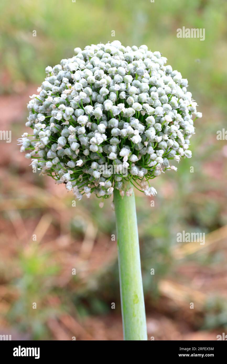 Frankreich, Herault, Lezignan la CEBE, Feld mit süßen Zwiebeln (oder cebes) in Blüten, damit der Züchter die Samen sammeln kann Stockfoto