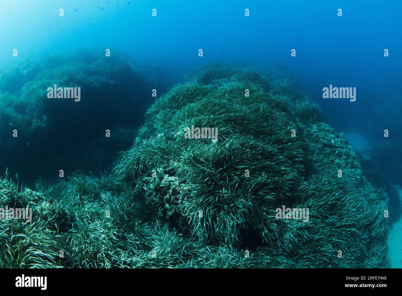 Neptune seagrass Posidonia oceanica unter Wasser mit natürlichem Sonnenlicht im Mittelmeer Stockfoto