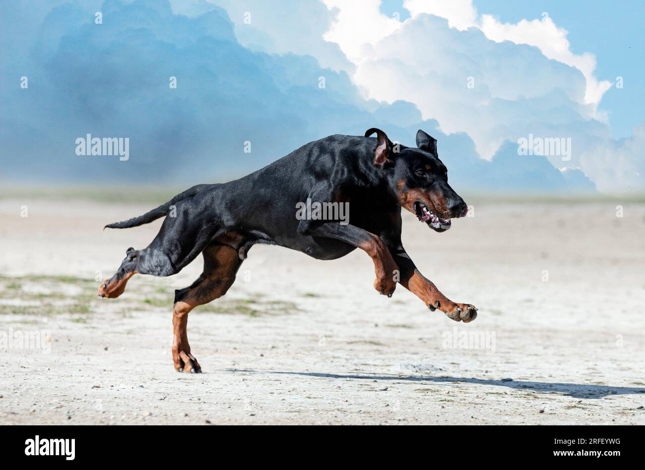 Junger Dobermann Pinscher Ausbildung zum Schutz in der Natur Stockfoto