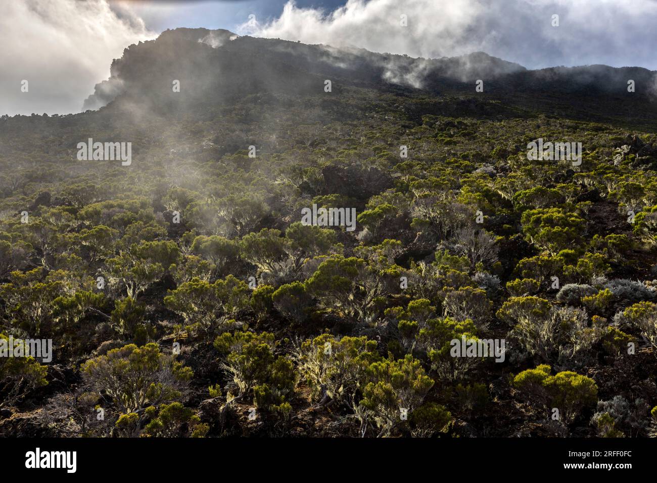 Frankreich, Insel Reunion, Nationalpark Reunion von der UNESCO zum Weltkulturerbe erklärt, Vegetation zum Gipfel des Piton des Neiges Stockfoto