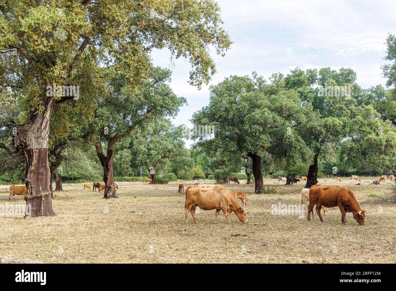 Spanien, Extremadura, Villareal de San Carlos, Monfrague Natural Park, Kühe auf einem Feld mit Korkeichen Stockfoto
