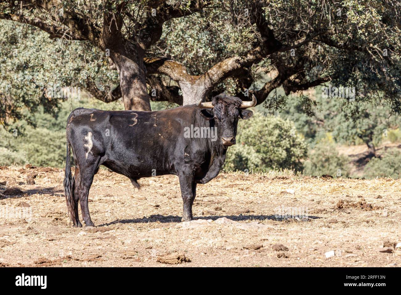 Spanien, Extremadura, Villareal de San Carlos, Monfrague Natural Park, Bulle Stockfoto