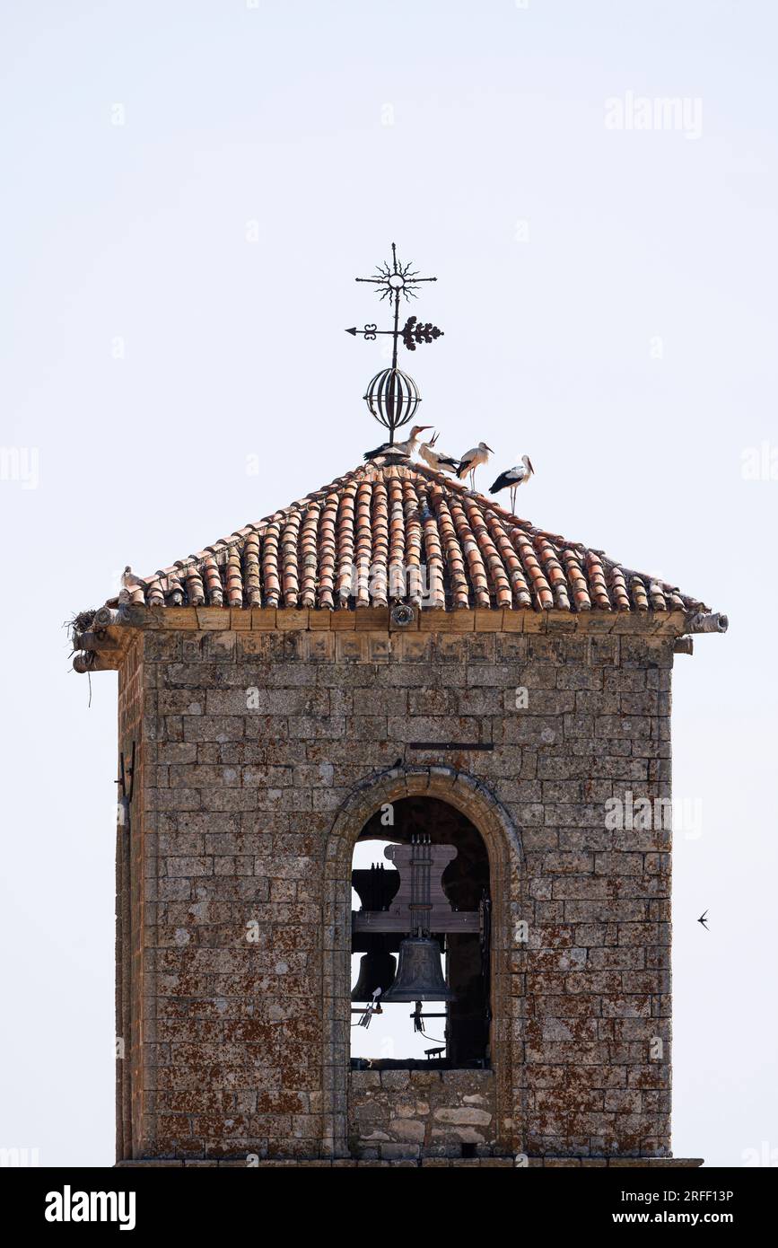 Spanien, Extremadura, Trujillo, weiße Störche auf dem Uhrenturm von San Martin Stockfoto