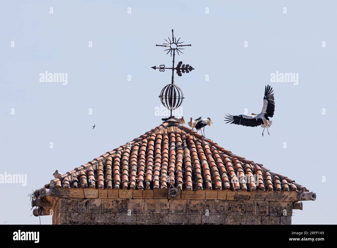 Spanien, Extremadura, Trujillo, weiße Störche auf dem Uhrenturm von San Martin Stockfoto