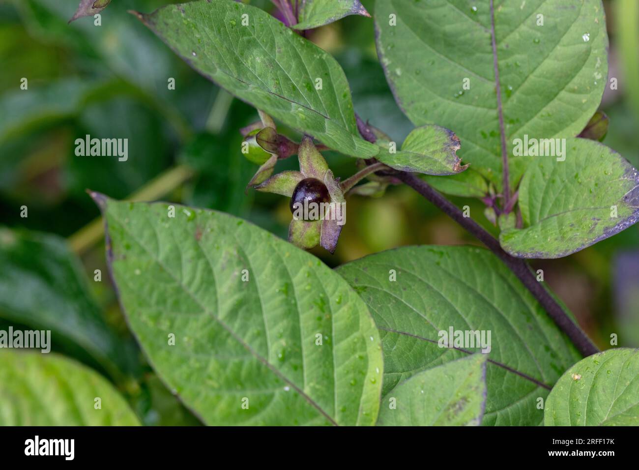 Tödlicher Nachtschatten, Belladonna (Atropa belladonna) Stockfoto