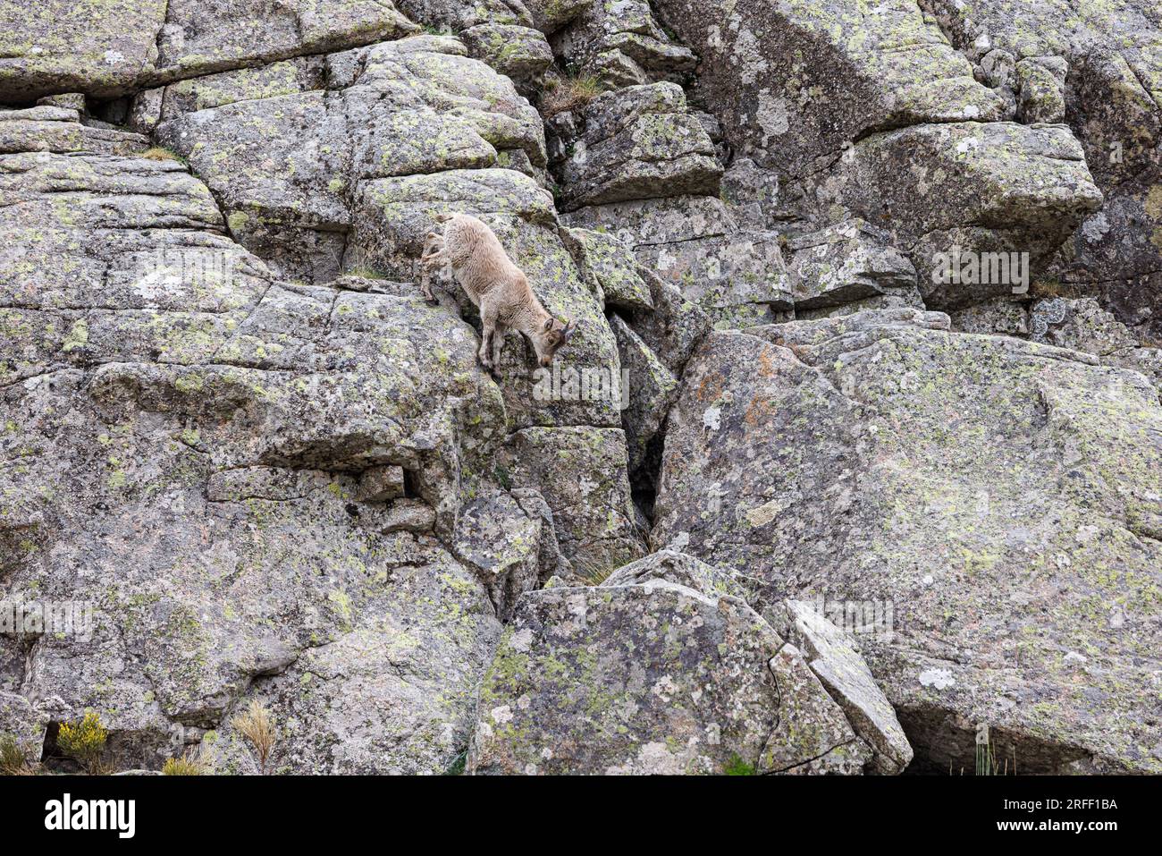 Spanien, Kastilien und Leon, Hoyos del Espino, Sierra de Gredos, Laguna Grande Trek, Spanische oder iberische Ibex (Capra pyrenaica) Stockfoto