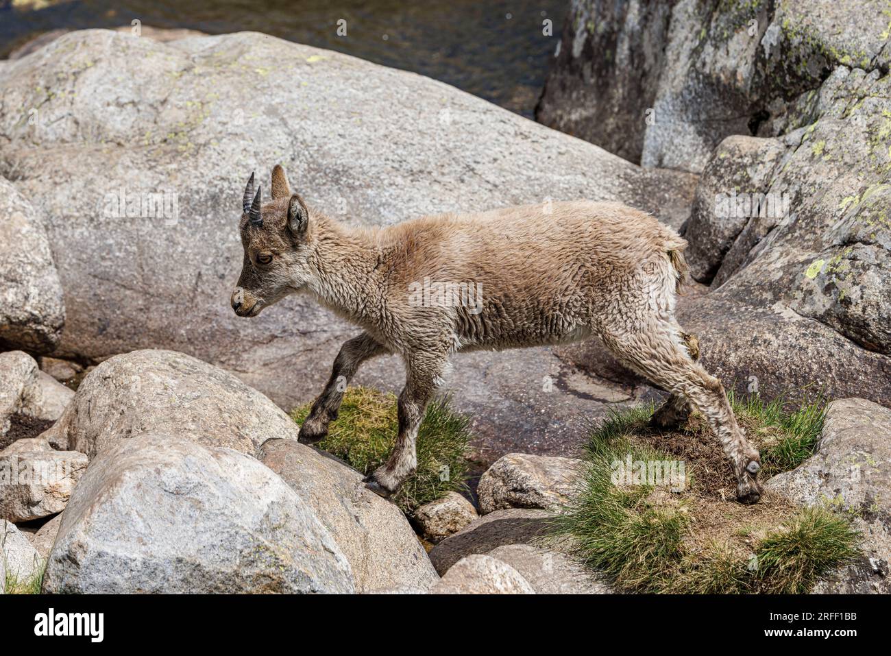 Spanien, Kastilien und Leon, Hoyos del Espino, Sierra de Gredos, Laguna Grande Trek, Spanische oder iberische Ibex (Capra pyrenaica) Stockfoto