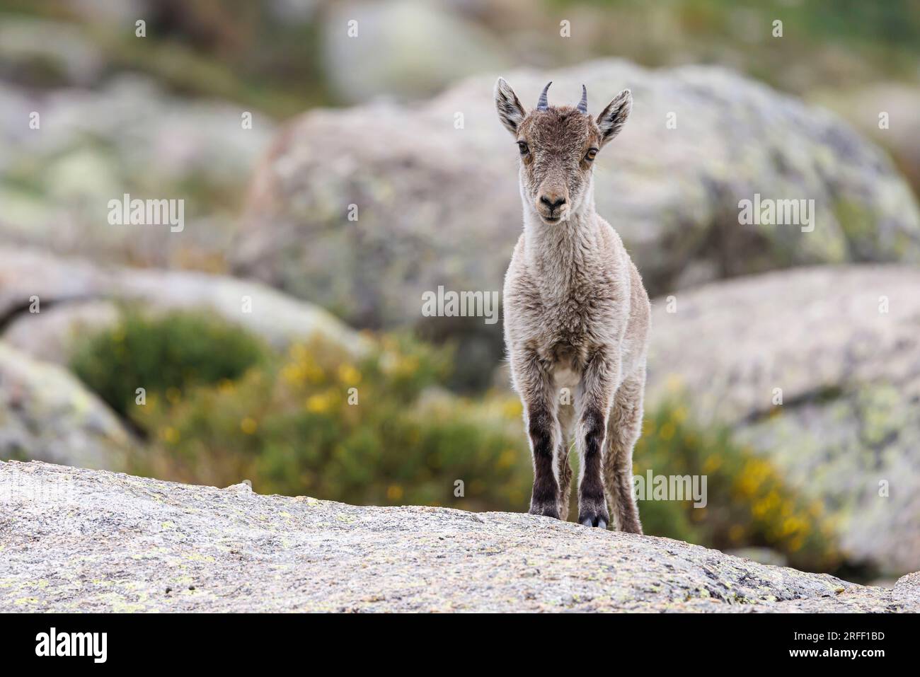 Spanien, Kastilien und Leon, Hoyos del Espino, Sierra de Gredos, Laguna Grande Trek, Spanische oder iberische Ibex (Capra pyrenaica) Stockfoto