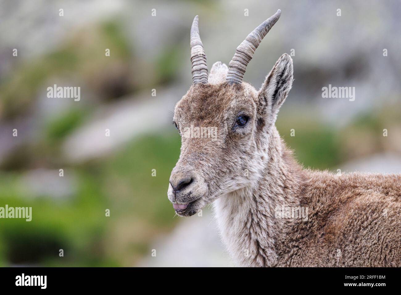 Spanien, Kastilien und Leon, Hoyos del Espino, Sierra de Gredos, Laguna Grande Trek, Spanische oder iberische Ibex (Capra pyrenaica) Stockfoto