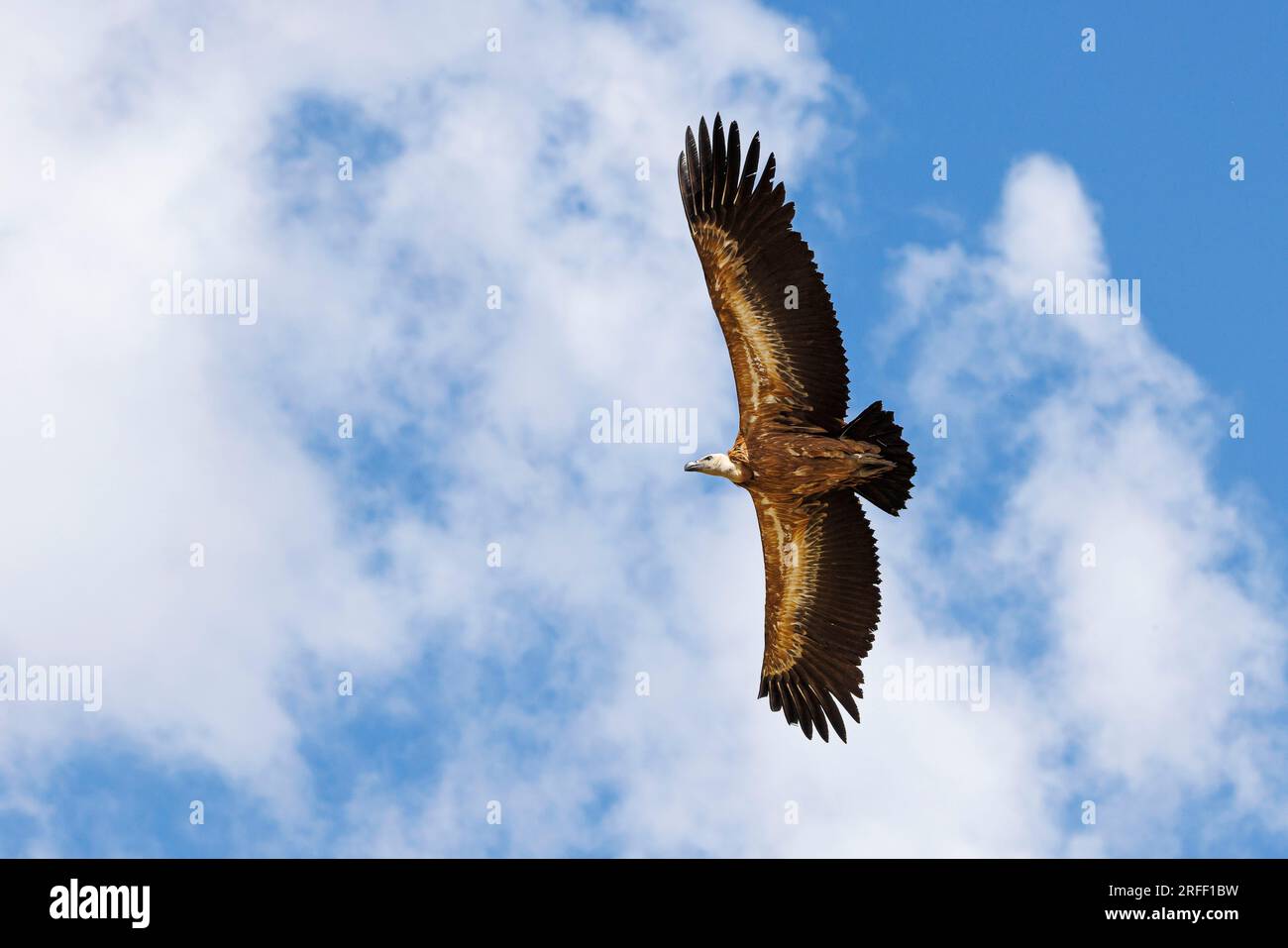 Spanien, Kastilien und Leon, Hoyos del Espino, Sierra de Gredos, Laguna Grande Trek, eurasischer Griffongeier (Gyps fulvus) Stockfoto