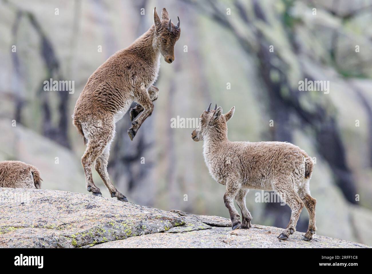 Spanien, Kastilien und Leon, Hoyos del Espino, Sierra de Gredos, Laguna Grande Trek, Spanische oder iberische Ibex (Capra pyrenaica) Stockfoto