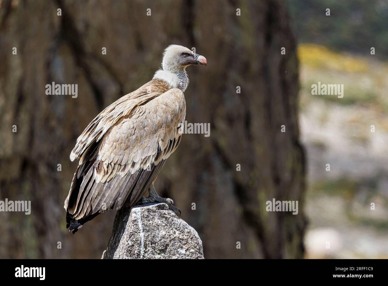 Spanien, Kastilien und Leon, Hoyos del Espino, Sierra de Gredos, Laguna Grande Trek, eurasischer Griffongeier (Gyps fulvus) Stockfoto