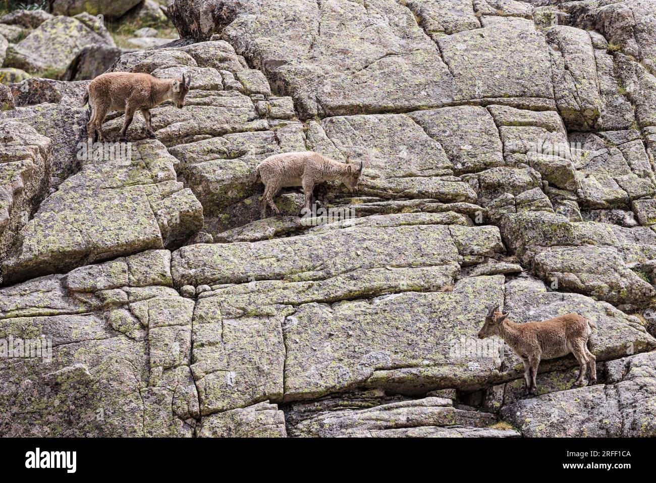 Spanien, Kastilien und Leon, Hoyos del Espino, Sierra de Gredos, Laguna Grande Trek, Spanische oder iberische Ibex (Capra pyrenaica) Stockfoto