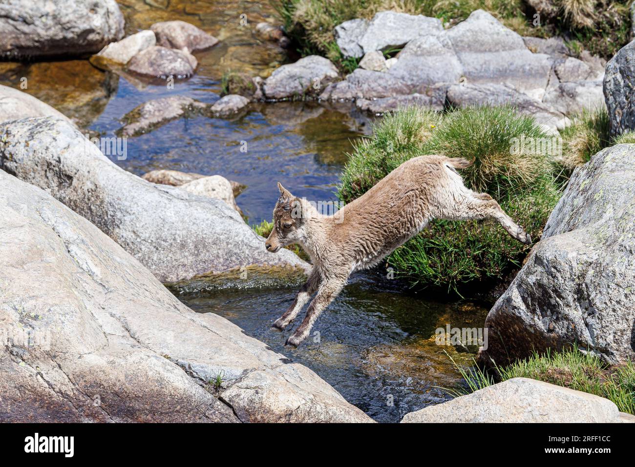 Spanien, Kastilien und Leon, Hoyos del Espino, Sierra de Gredos, Laguna Grande Trek, Spanische oder iberische Ibex (Capra pyrenaica) Stockfoto