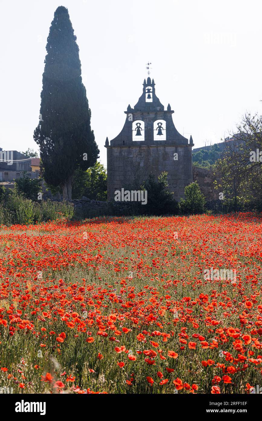 Spanien, Kastilien und Leon, Ledesma, blühender Mohn vor einer Kapelle Stockfoto