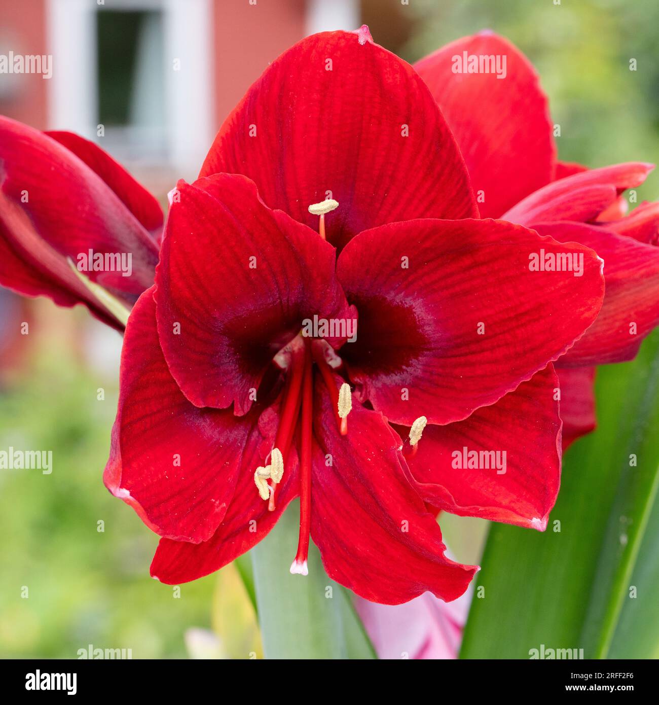 „Amorita Danu®“ Hippeastrum, Amaryllis (Hippeastrum x hortorum) Stockfoto