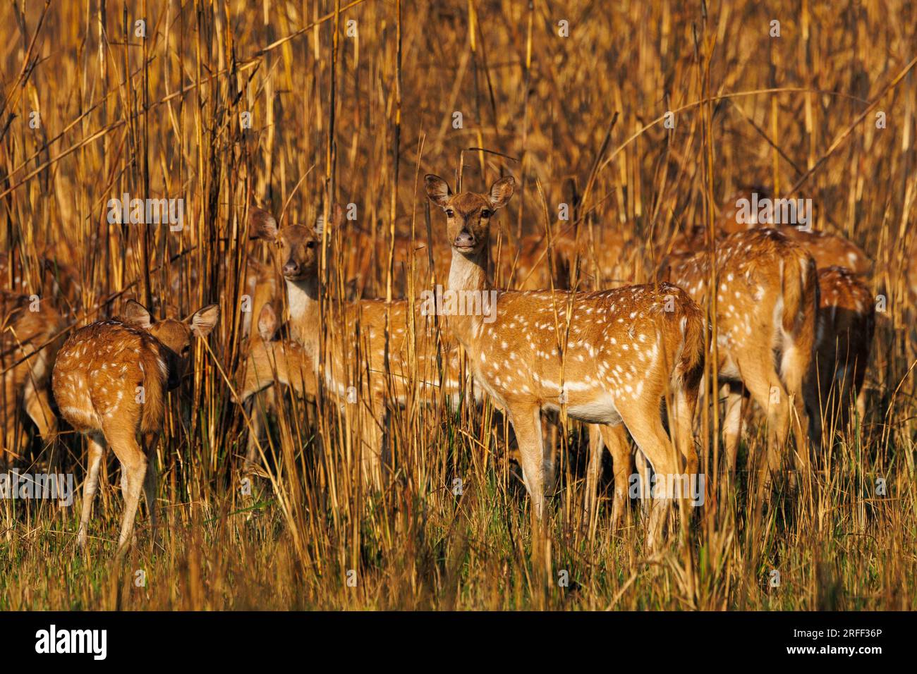 Nepal, Terai Region, Bardia oder Bardiya Nationalpark, Fleckhirsche (Achsenachse) oder Hirsche des Herzens auf einer grasbedeckten Ebene Stockfoto